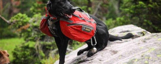 Hiking Essentials For Dogs:10 Gifts Ideas