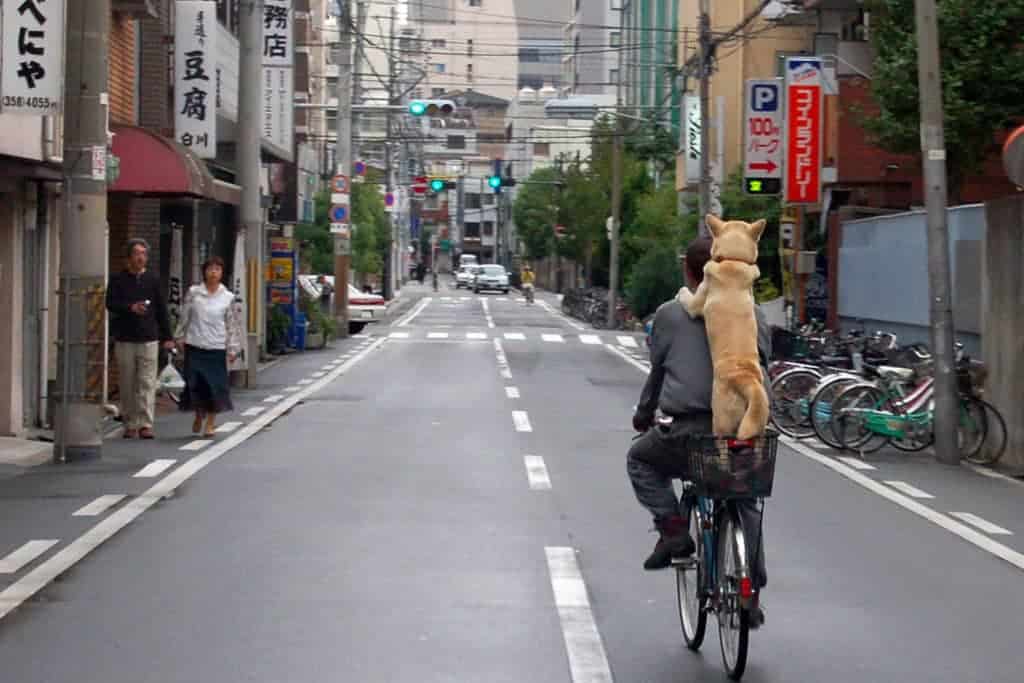 Ride a Bike With a Dog